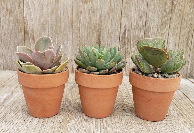 10. Sen đá tượng trưng cho sự kiên cường, gắn bó và trường tồn – rất phù hợp để dâng cúng tổ tiên vào dịp rằm tháng cô hồn. Dáng cây nhỏ nhắn, dễ chăm sóc, lại mang tính dương mạnh, giúp cân bằng âm khí trong tháng 7. 