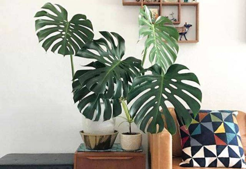 Đặc biệt, cây cũng có thể giảm tác động từ bức xạ nhẹ của thiết bị điện tử như tivi, điện thoại. Trầu bà lá xẻ ưa ánh sáng nhẹ, nên bạn có thể đặt ở hai bên kệ tivi hoặc góc phòng có ánh sáng gián tiếp. 