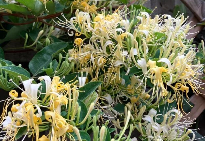 Trong khuôn viên nhỏ, nếu không được cắt tỉa thường xuyên và cách ly rễ, kim ngân hoa dễ gây xâm lấn, ảnh hưởng đến cảnh quan. Khi trồng, nên dùng chậu hoặc đào hố có vách ngăn dưới đất để hạn chế lan rộng.