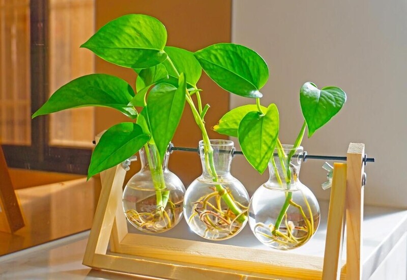 Đặt một chậu nhỏ trên bàn thờ ngày rằm tháng cô hồn không chỉ giúp thanh lọc không khí mà còn thu hút nguồn năng lượng tích cực, xua đuổi tà khí. Đây là một trong những cây phong thủy dễ chăm sóc, không cần nhiều ánh sáng, phù hợp với không gian linh thiêng như bàn thờ.