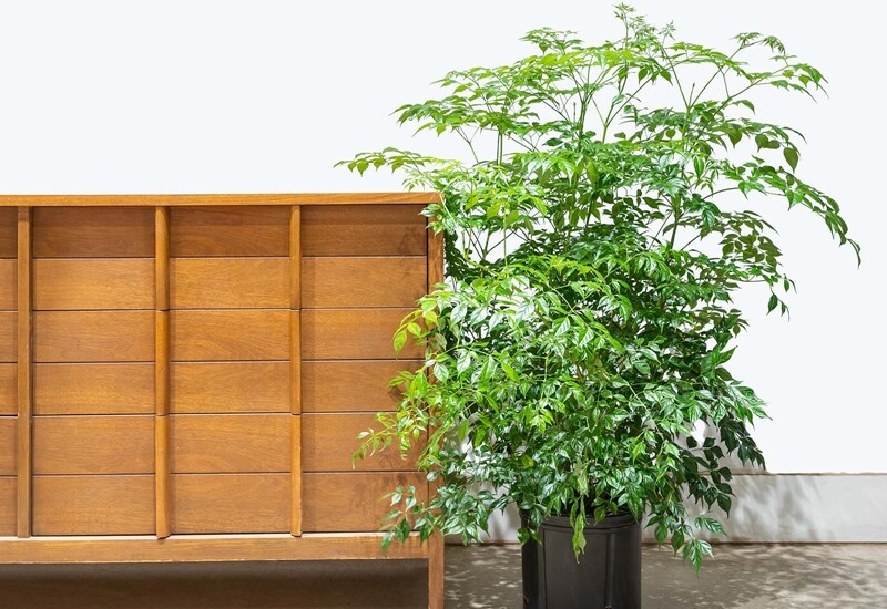 Hạnh phúc cũng là một trong những loại cây có khả năng lọc khí độc, hút bức xạ từ thiết bị điện tử, giúp cải thiện chất lượng không khí trong các căn hộ thành phố hoặc nhà phố kín gió. Lưu ý, cây ưa ánh sáng gián tiếp, cần tưới nước khi đất khô.