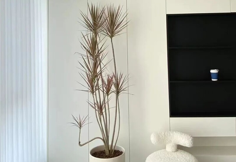 2. Cây huyết dụ kiếm nổi bật với thân thanh mảnh, lá dài có màu sắc đa dạng như đỏ, hồng, xanh, vàng xen kẽ nhau. Đây là loại cây được nhiều người chọn để trang trí trong phòng khách hiện đại, đặc biệt là những góc có thiết bị điện tử như tivi hoặc bộ loa lớn. 