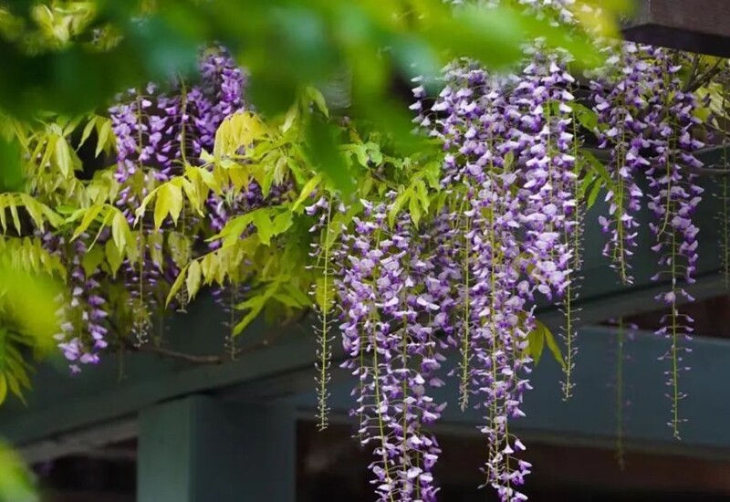 2. Tử đằng mang vẻ đẹp lãng mạn, thường được trồng trang trí giàn hoặc tường rào. Tuy nhiên, thân gỗ khỏe có thể làm hỏng giàn, phá tường, còn rễ khí sinh bám chắc khiến khó làm sạch. Nếu không tỉa định kỳ, cây phát triển quá mạnh, gây tổn hại đến kết cấu xung quanh.