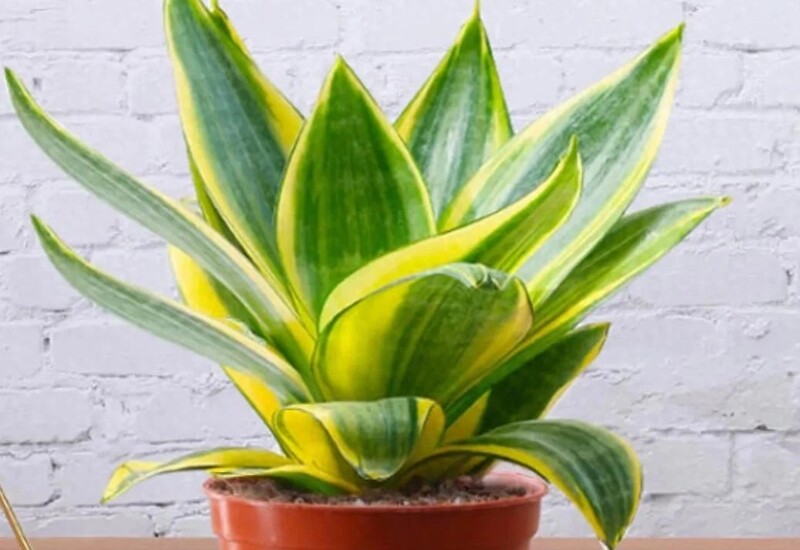 2. Lưỡi hổ là loại cây có khả năng hấp thụ độc tố và lọc không khí rất tốt. Trong phong thủy, cây mang ý nghĩa trừ tà, hóa giải điều xui rủi và mang đến sự bảo vệ cho gia đình. 