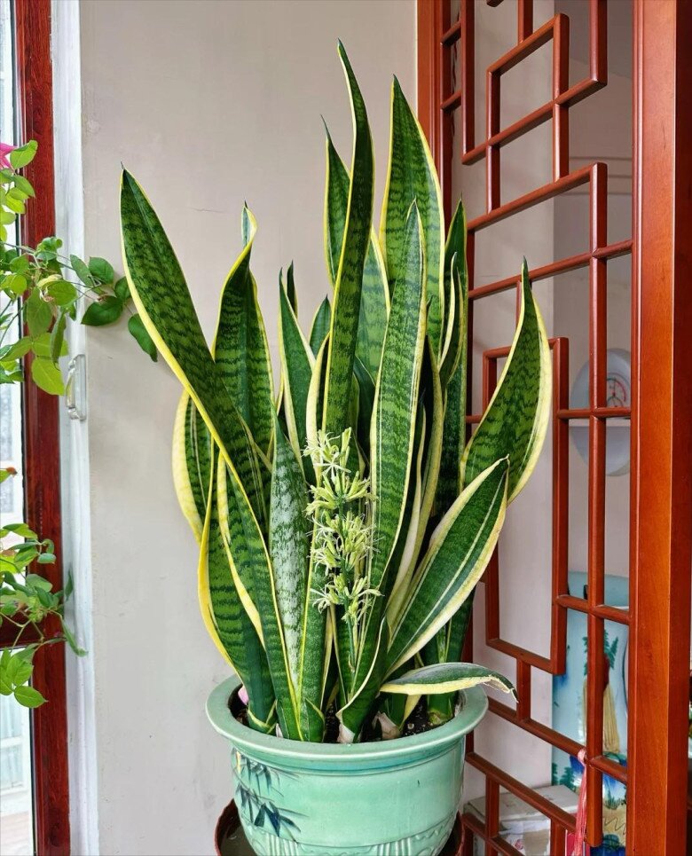 3 điều cấm kỵ khi trồng cây lưỡi hổ, 10 người thì 9 người sai, bảo sao cây mãi không lớn, chồi không mọc - 3