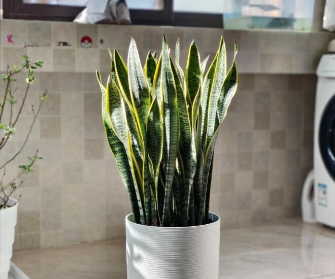3 điều cấm kỵ khi trồng cây lưỡi hổ, 10 người thì 9 người sai, bảo sao cây mãi không lớn, chồi không mọc - 1