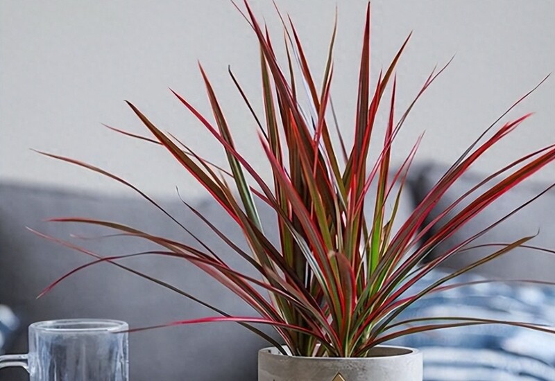 Không chỉ làm đẹp không gian, cây còn giúp lọc không khí và hấp thụ bức xạ điện tử, nhờ vào cấu trúc lá dài và bề mặt rộng. Cây hợp ánh sáng tán xạ, nên đặt gần cửa sổ hoặc nơi có ánh sáng đèn. 