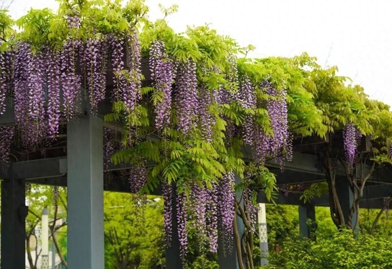 Ngoài ra, rễ cây cũng có thể ảnh hưởng đến nền móng. Vì vậy, cần xem xét kỹ trước khi trồng tử đằng trong vườn nhà, đặc biệt là các khu vực xây dựng cố định.