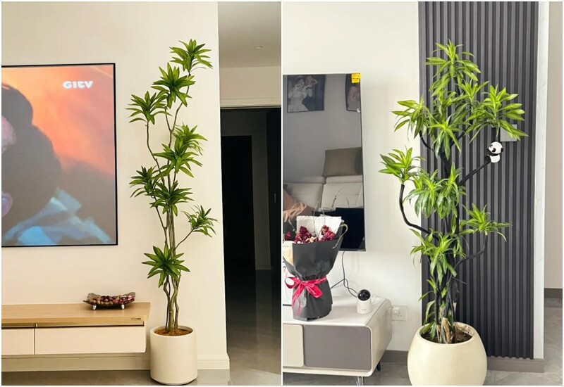 3. Trúc bách hợp sở hữu thân cây chắc chắn, lá xanh quanh năm với một số giống có viền vàng tươi. Cây mang vẻ đẹp thanh lịch, phù hợp với cả không gian hiện đại và truyền thống. Ý nghĩa phong thủy của cây là bách niên giai lão, tượng trưng cho sự hòa hợp, bình an.