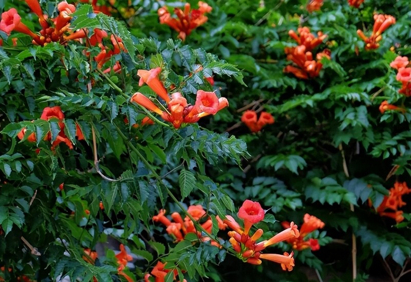 3. Lăng tiêu có hoa đẹp, chịu hạn tốt, sống khỏe quanh năm, nhưng là loài cực kỳ khó kiểm soát. Cây leo mạnh, rễ khí sinh xuyên tường, gốc rễ dưới đất lan xa. Dù đã đào bỏ cây, mỗi năm vẫn có thể mọc lại từ mầm rễ. 