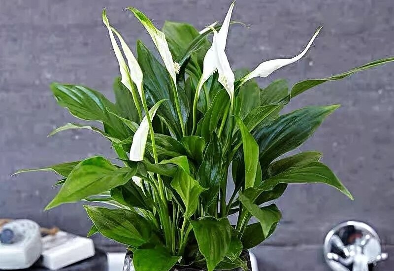 3. Lan ý là loài cây mang vẻ đẹp thanh cao, tinh khiết, rất phù hợp để dâng cúng thần linh, tổ tiên. Cây có tác dụng thanh lọc không khí, cân bằng năng lượng trong nhà. 