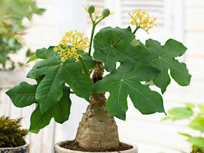 Xem thêm: 3 loại cây cảnh vừa trang trí vừa bảo vệ sức khỏe cho cả gia đình