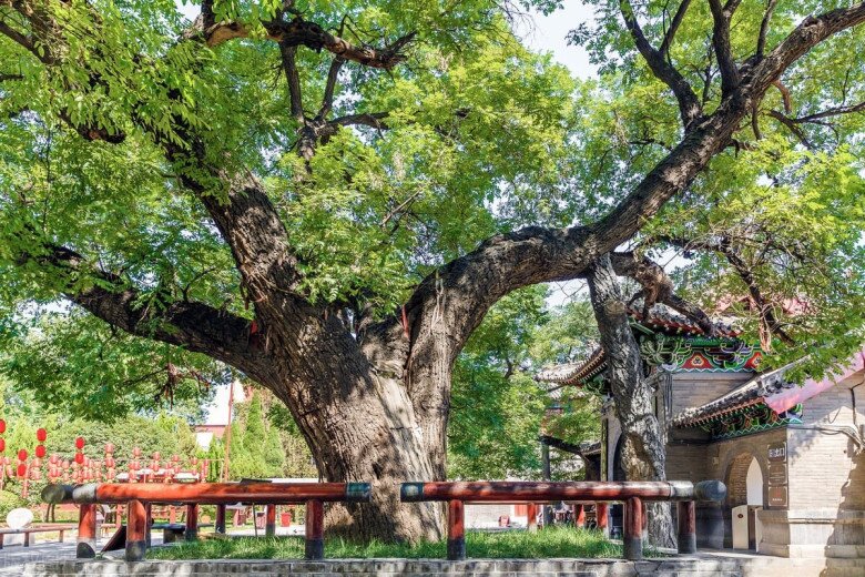 5 cây càng trồng càng có lộc, Thần Tài ghé thường xuyên, chặt đi tiền tài tiêu tán - 8