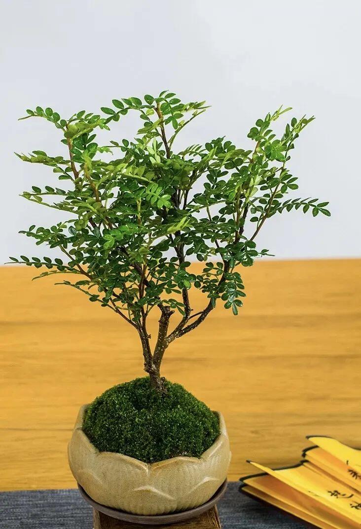 5 cây thầy thuốc thích, thầy phong thủy cũng “ưng bụng”, trồng trong nhà vừa khỏe người vừa lắm phúc lộc - 4