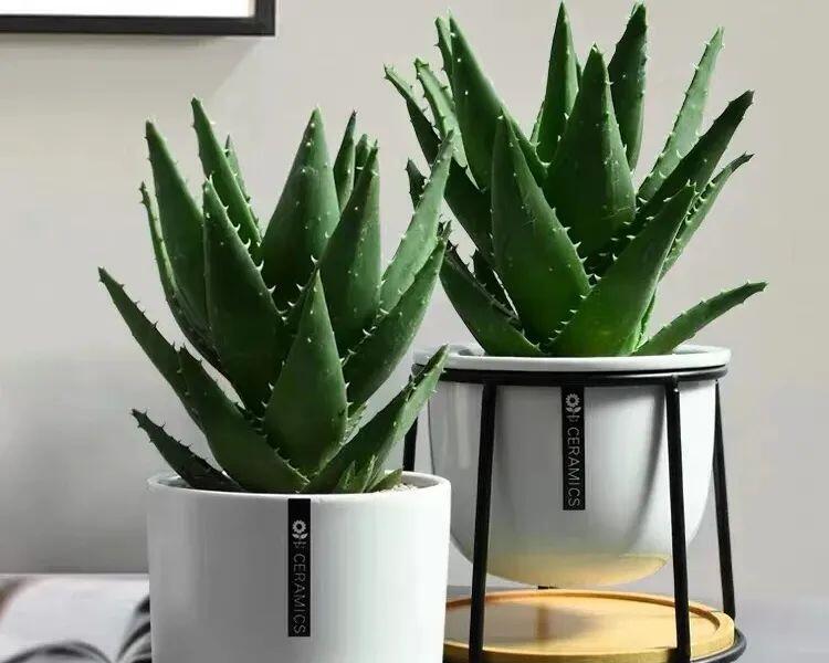 5 cây thầy thuốc thích, thầy phong thủy cũng “ưng bụng”, trồng trong nhà vừa khỏe người vừa lắm phúc lộc - 2