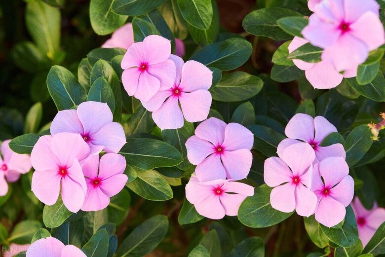 5 loại hoa dễ trồng như cỏ dại, nở từ xuân sang đông, trồng ở ban công giúp hút vượng khí cả năm - 7