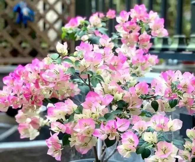 5 loại hoa vừa đẹp, rẻ lại dễ trồng, hoa nở không ngừng, nhiều không đếm xuể còn mang phúc lộc vào nhà - 1