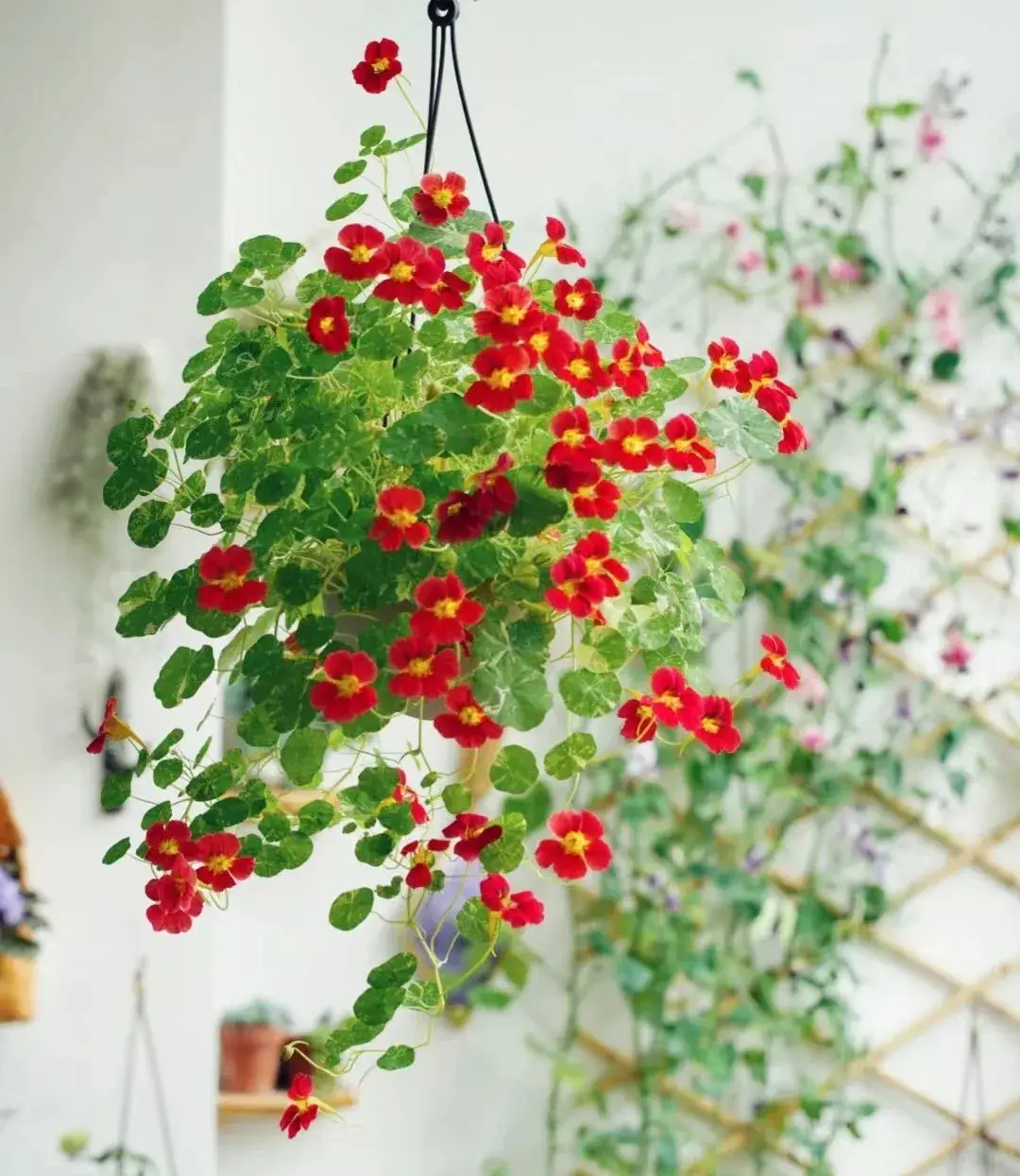 5 loại hoa vừa đẹp, rẻ lại dễ trồng, hoa nở không ngừng, nhiều không đếm xuể còn mang phúc lộc vào nhà - 9