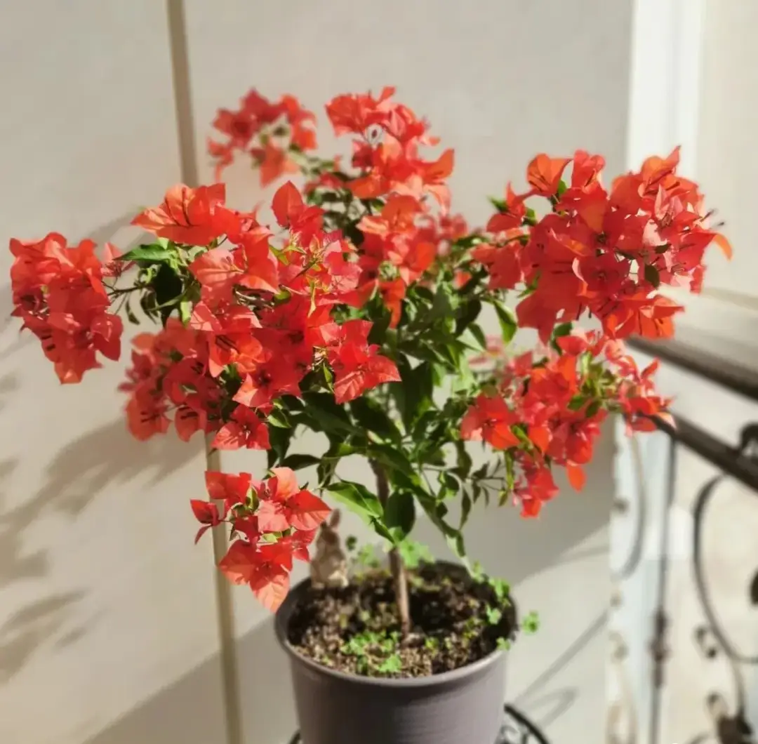 5 loại hoa vừa đẹp, rẻ lại dễ trồng, hoa nở không ngừng, nhiều không đếm xuể còn mang phúc lộc vào nhà - 2