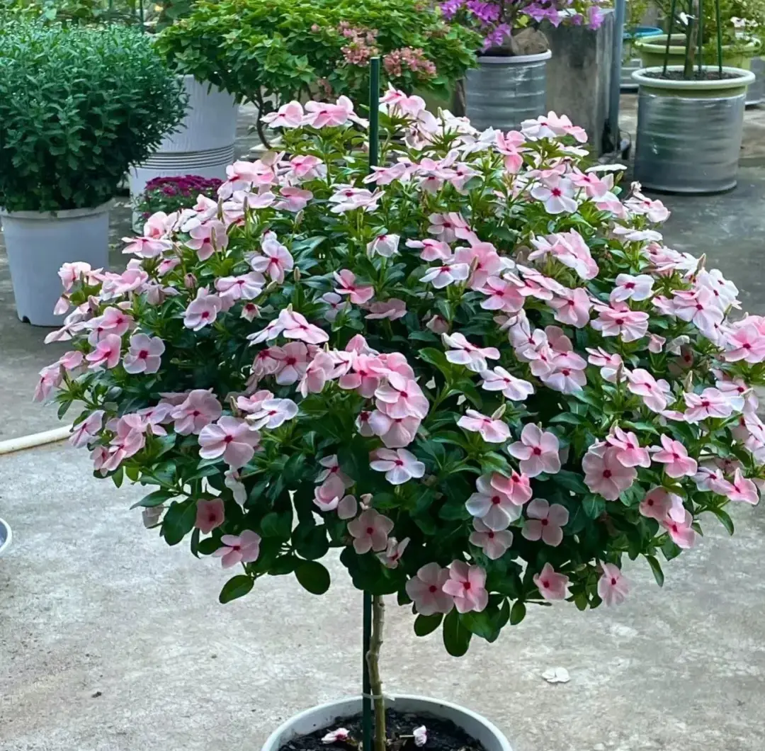 5 loại hoa vừa đẹp, rẻ lại dễ trồng, hoa nở không ngừng, nhiều không đếm xuể còn mang phúc lộc vào nhà - 4