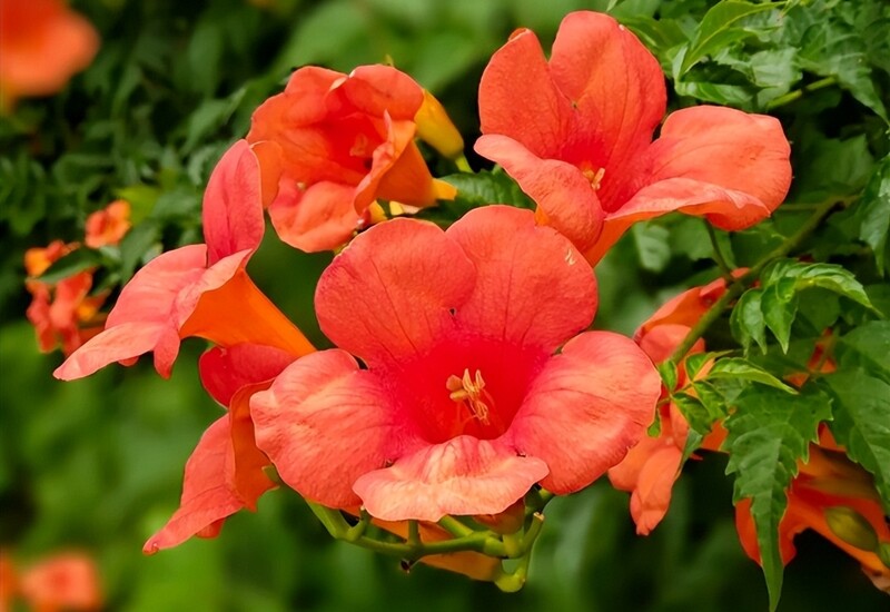 . Nếu trồng sát tường hoặc gần công trình, rễ cây dễ phá hoại kết cấu. Ngoài ra, lăng tiêu có thể bám vào các cây khác và siết chết cây chủ. Trồng cần chậu cách ly hoặc vách ngăn dưới đất, kèm tỉa cành thường xuyên.