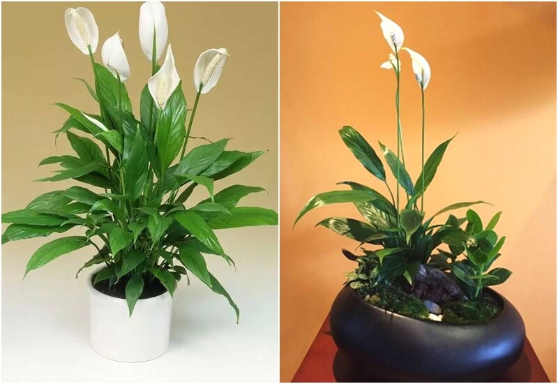 Vào ngày rằm tháng cô hồn, đặt cây lan ý trên bàn thờ thể hiện sự thành kính, mong cầu sự bình an và che chở từ bề trên. Màu trắng của hoa lan ý còn tượng trưng cho sự an lạc, thanh tịnh và lòng hiếu thảo.