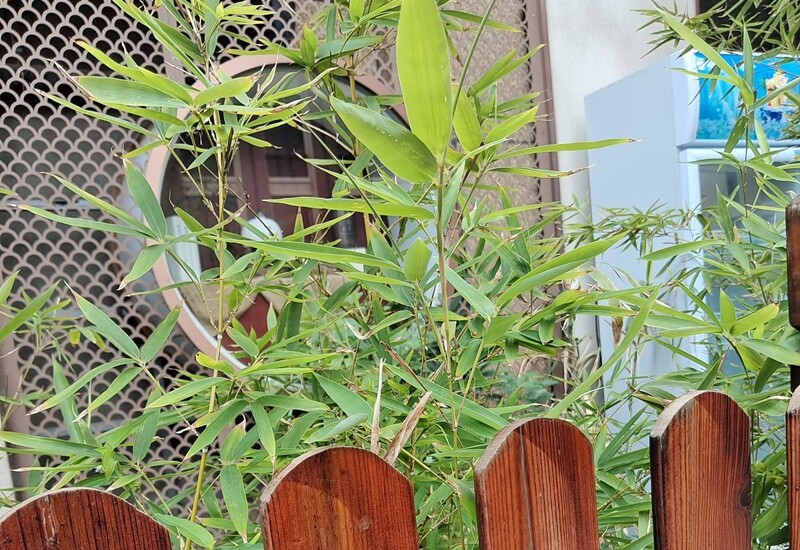 Rễ lan xa khiến việc kiểm soát rất khó khăn nếu không có biện pháp ngay từ đầu. Trồng tre cần dùng chậu lớn hoặc đào rãnh ngăn rễ, tuyệt đối không trồng trực tiếp xuống đất vườn.