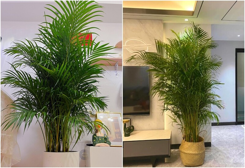 4. Cau cảnh nổi bật với dáng lá mềm mại, rũ đều như chiếc quạt xanh mát, tạo cảm giác thư giãn và gần gũi với thiên nhiên. Đây là loại cây lý tưởng để đặt cạnh tivi, tủ kệ hoặc khu vực thường xuyên sinh hoạt. 