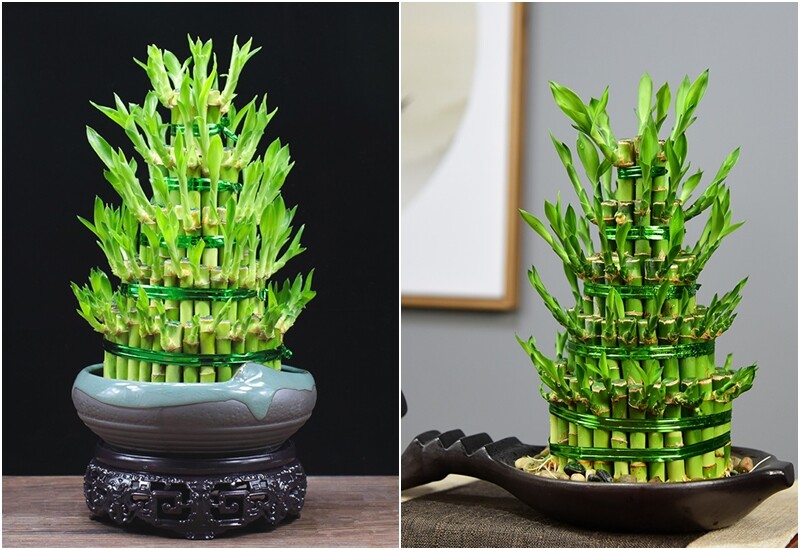 4. Đúng như tên gọi, cây phát tài mang đến may mắn và tài lộc cho gia chủ. Vào tháng cô hồn, đặt một chậu phát tài nhỏ trên bàn thờ giúp tăng cường dương khí, hóa giải sát khí và mời gọi vượng khí vào nhà.