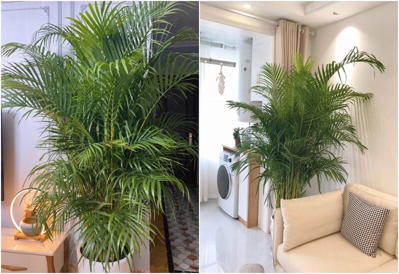 Bởi, ngoài công dụng trang trí, cây còn có khả năng cân bằng độ ẩm không khí, hấp thụ khí độc và bức xạ điện từ từ các thiết bị điện tử. Ngoài ra, theo phong thủy, cau cảnh tượng trưng cho sự bình an, thịnh vượng và có thể mang lại may mắn cho gia chủ. 