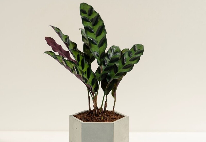 5. Đuôi công là cây cảnh nội thất có hình dáng rất lạ mắt, nổi bật với các vân lá sặc sỡ như tranh vẽ. Lá cây xòe ra ban ngày và khép lại vào ban đêm, tạo điểm nhấn sinh động cho không gian sống. 