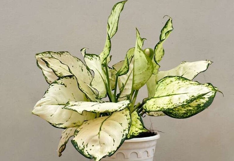 5. Với màu lá độc đáo, xen giữa xanh và trắng, cây ngọc ngân mang ý nghĩa thu hút tài lộc và bình an. Đây là loại cây được nhiều gia đình chọn đặt trên bàn thờ vào ngày rằm tháng 7 để tạo điểm nhấn nhẹ nhàng và tăng tính phong thủy.