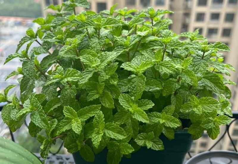 Với bạc hà, đồng tiền thảo, cỏ chua me đất, trồng chậu là cách hiệu quả nhất. Ngoài ra, có thể chọn các loại cây thay thế ít xâm lấn hơn như cỏ me đất lùn hoặc các loài hoa thảm cảnh quan có tốc độ phát triển vừa phải.