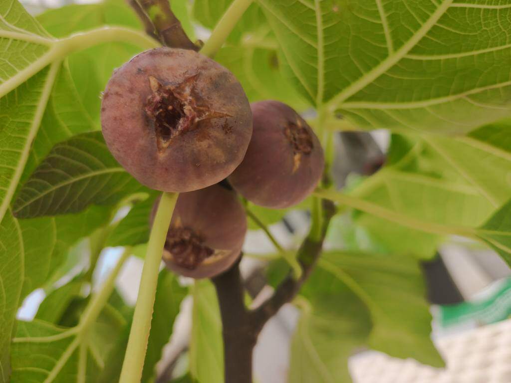 Một số loại quả trong vườn nhà chị Kiều Lan.