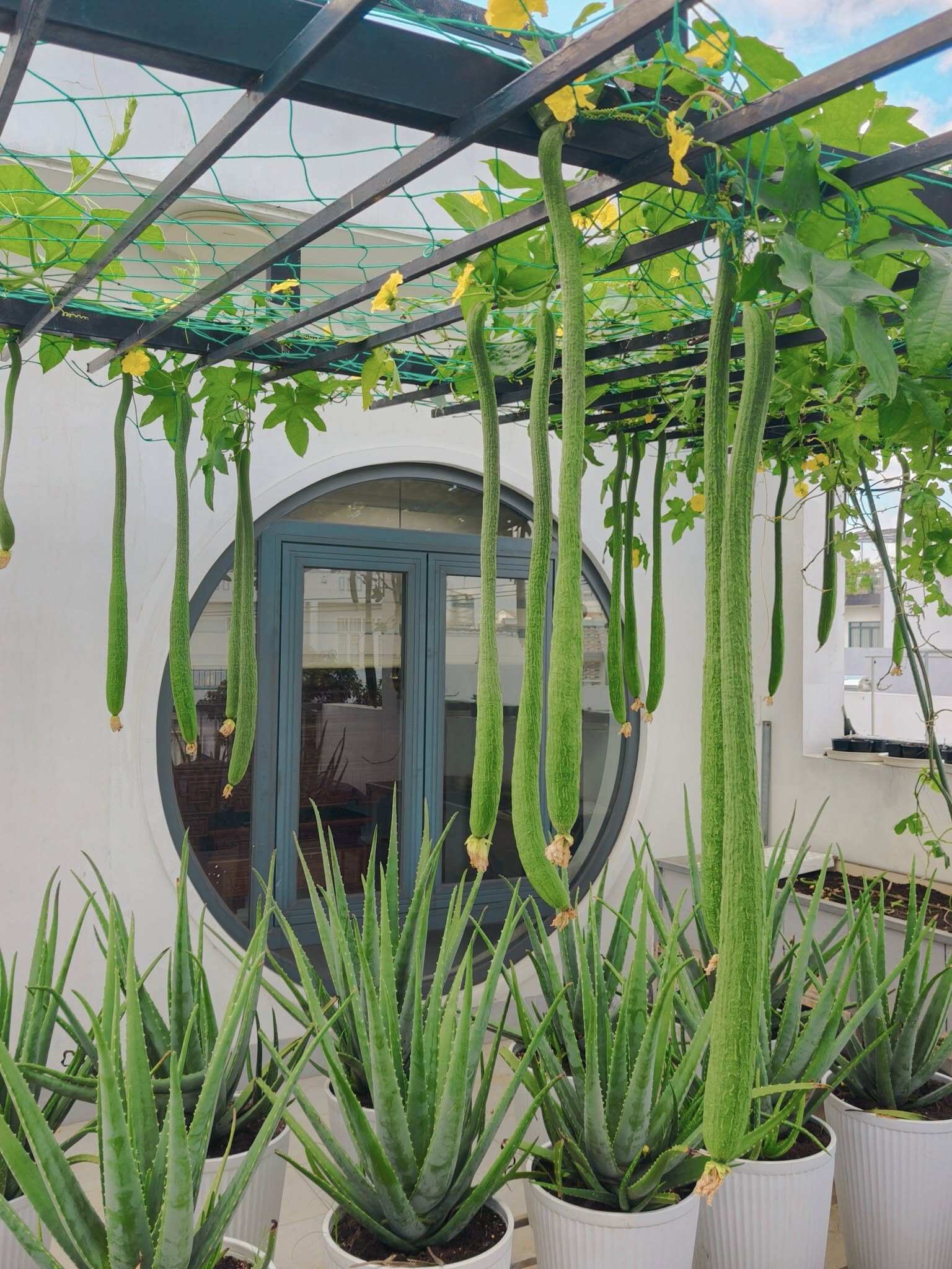 Bà mẹ 3 con biến sân thượng 30m² thành “nông trại mini” giữa Sài Gòn, tự trồng rau sạch quanh năm không cần ra chợ - 6