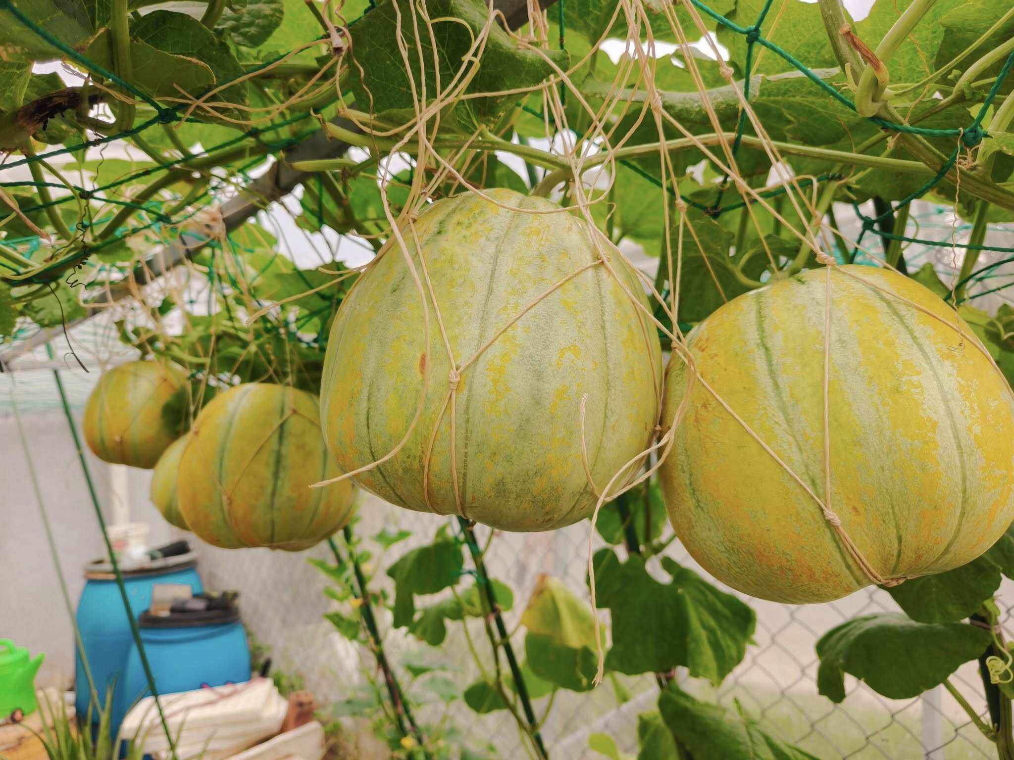 Bà mẹ 3 con biến sân thượng 30m² thành “nông trại mini” giữa Sài Gòn, tự trồng rau sạch quanh năm không cần ra chợ - 15