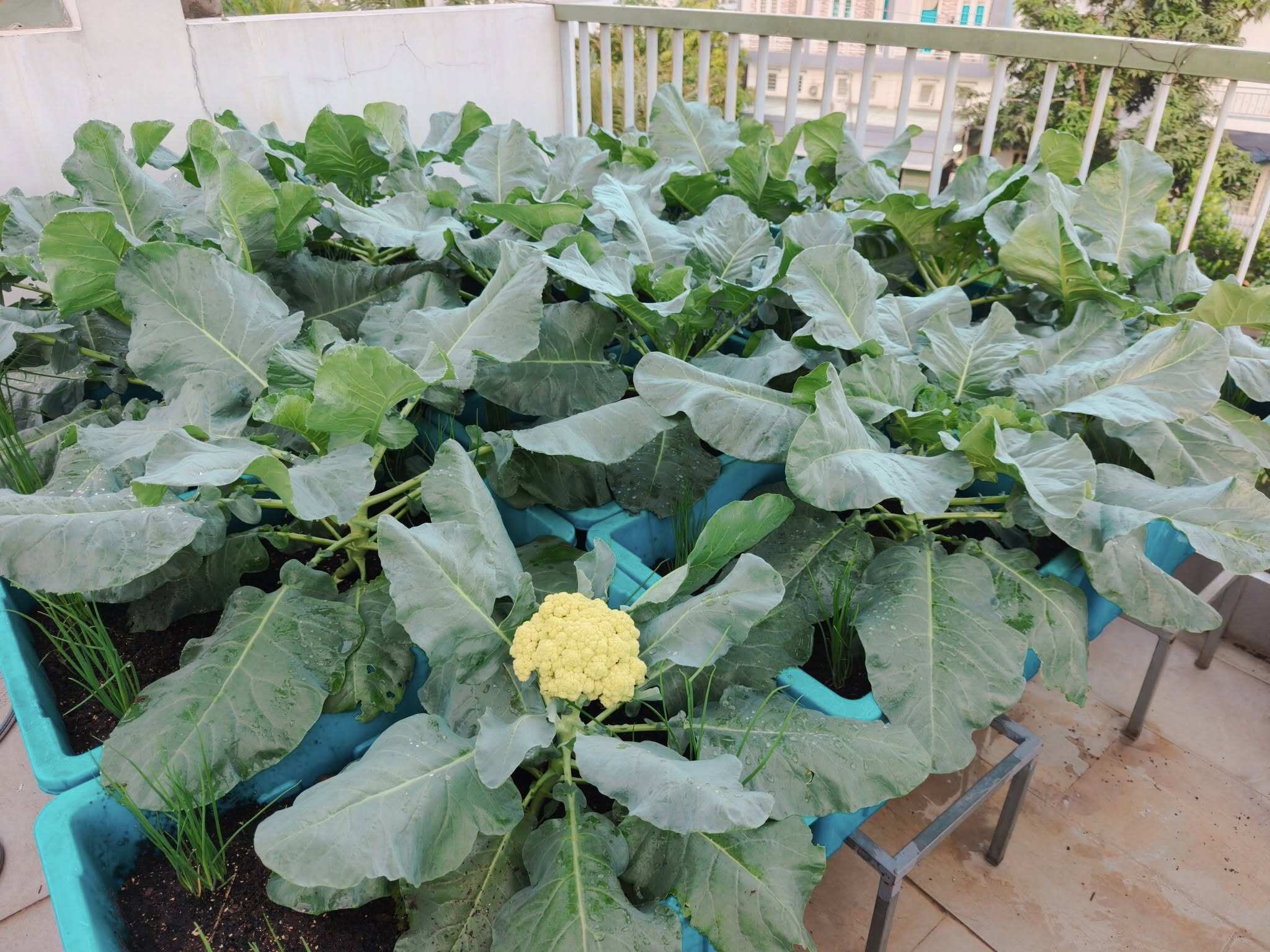 Bà mẹ 3 con biến sân thượng 30m² thành “nông trại mini” giữa Sài Gòn, tự trồng rau sạch quanh năm không cần ra chợ - 3