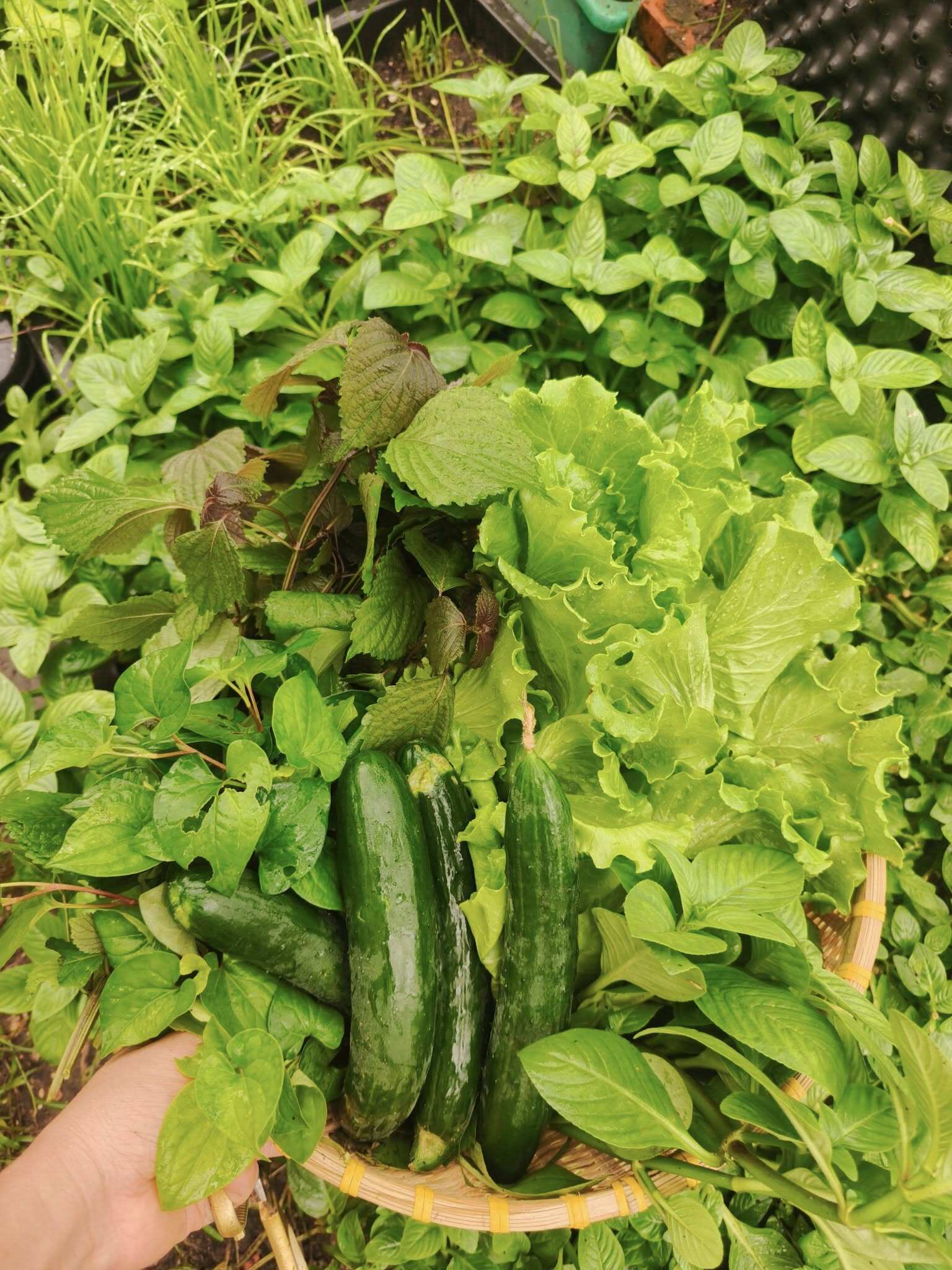 Bà mẹ 3 con biến sân thượng 30m² thành “nông trại mini” giữa Sài Gòn, tự trồng rau sạch quanh năm không cần ra chợ - 11