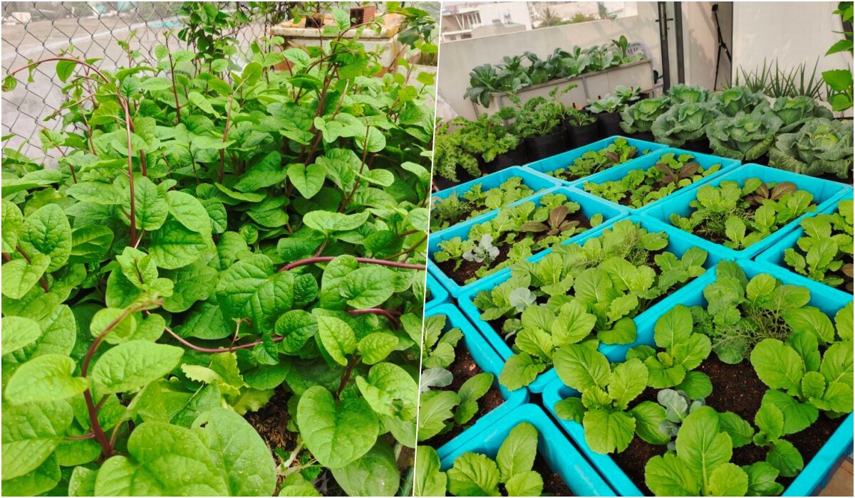 Bà mẹ 3 con biến sân thượng 30m² thành “nông trại mini” giữa Sài Gòn, tự trồng rau sạch quanh năm không cần ra chợ - 10