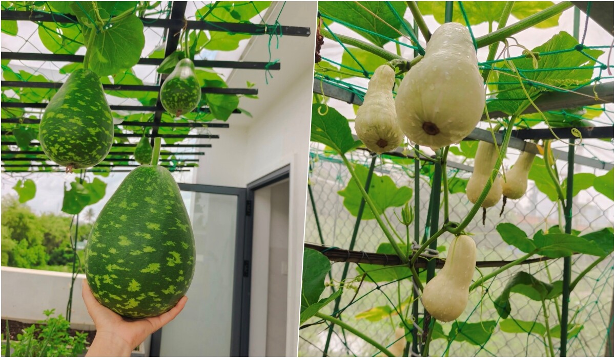 Bà mẹ 3 con biến sân thượng 30m² thành “nông trại mini” giữa Sài Gòn, tự trồng rau sạch quanh năm không cần ra chợ - 9