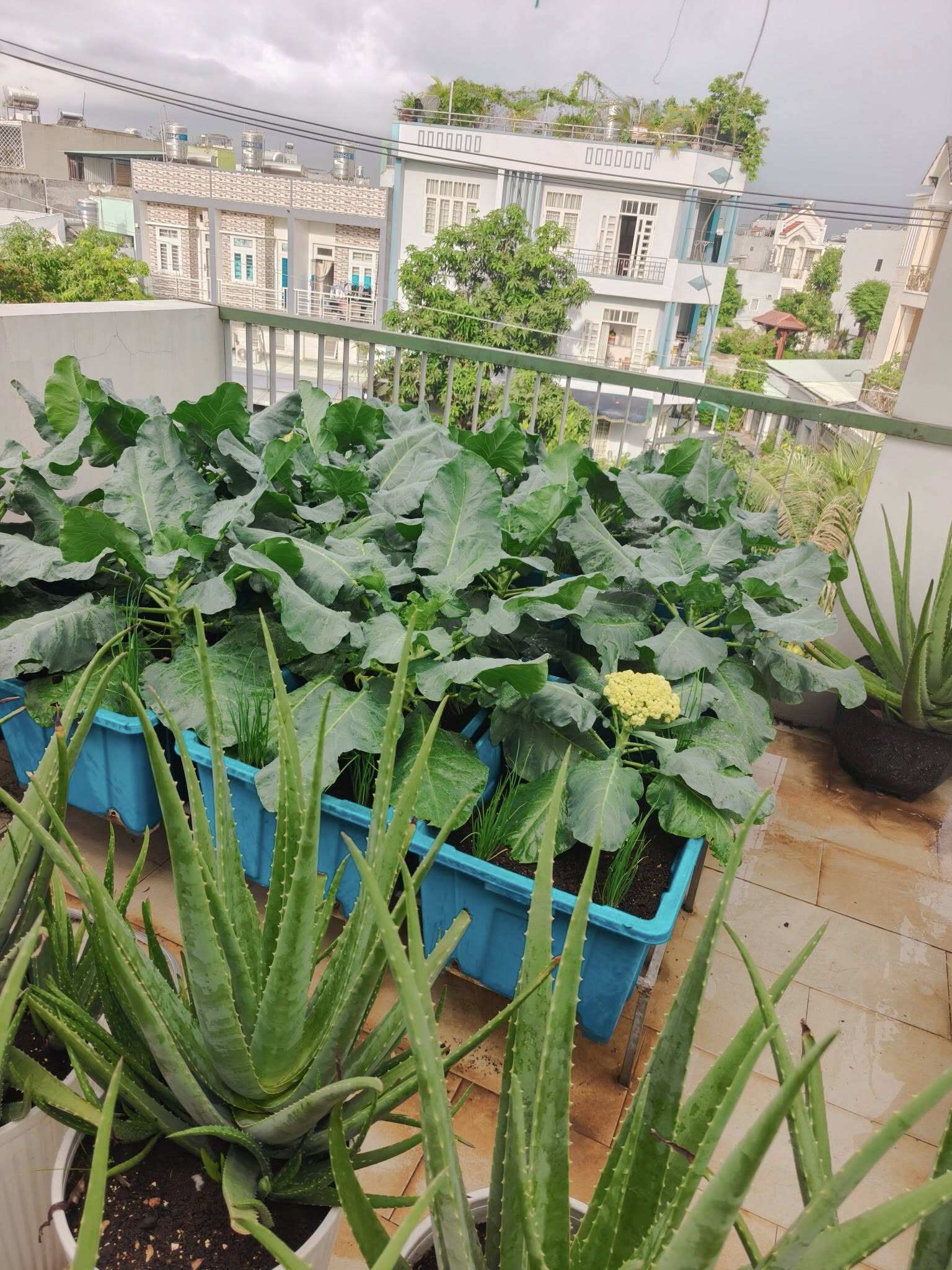 Bà mẹ 3 con biến sân thượng 30m² thành “nông trại mini” giữa Sài Gòn, tự trồng rau sạch quanh năm không cần ra chợ - 4