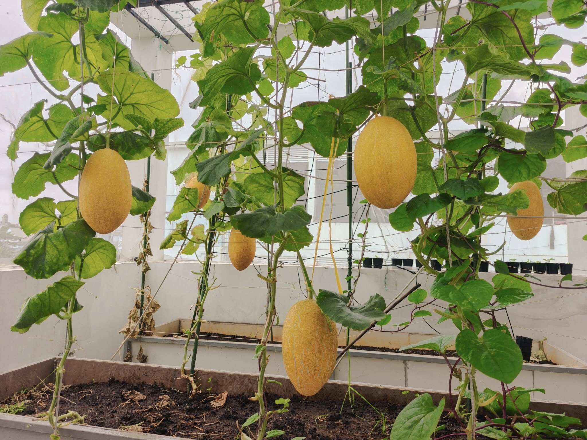 Bà mẹ 3 con biến sân thượng 30m² thành “nông trại mini” giữa Sài Gòn, tự trồng rau sạch quanh năm không cần ra chợ - 14