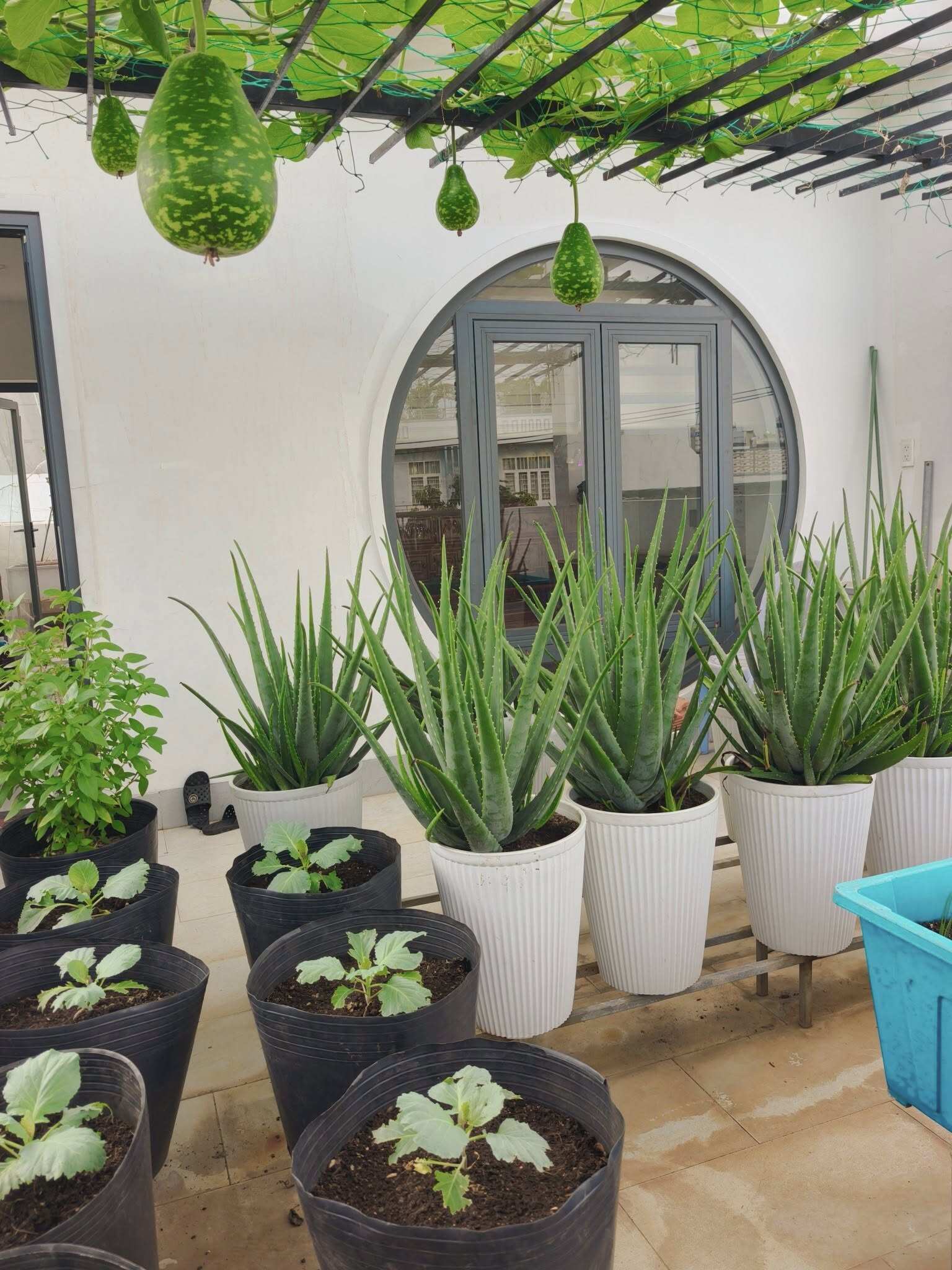 Xem thêm: Chị Kiều Lan thu hoạch rau trên sân thượng