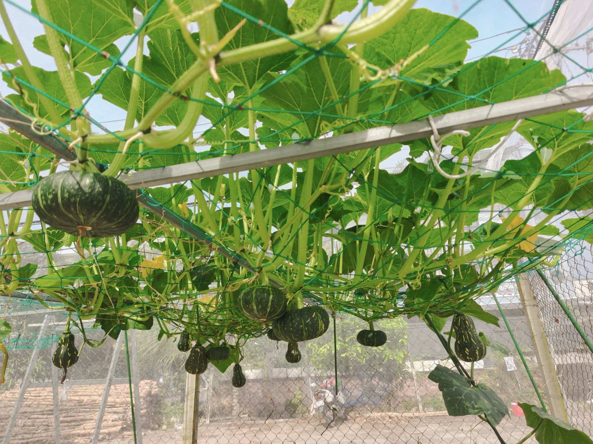 Bà mẹ 3 con biến sân thượng 30m² thành “nông trại mini” giữa Sài Gòn, tự trồng rau sạch quanh năm không cần ra chợ - 5