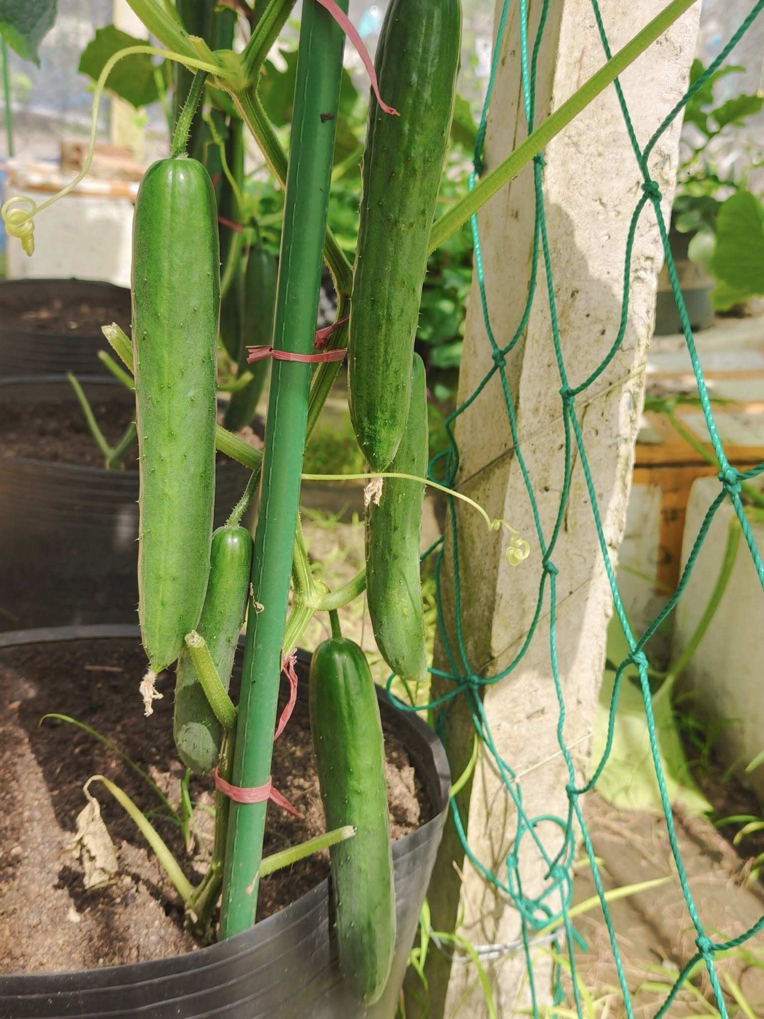 Bà mẹ 3 con biến sân thượng 30m² thành “nông trại mini” giữa Sài Gòn, tự trồng rau sạch quanh năm không cần ra chợ - 13