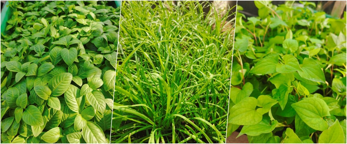 Bà mẹ 3 con biến sân thượng 30m² thành “nông trại mini” giữa Sài Gòn, tự trồng rau sạch quanh năm không cần ra chợ - 12