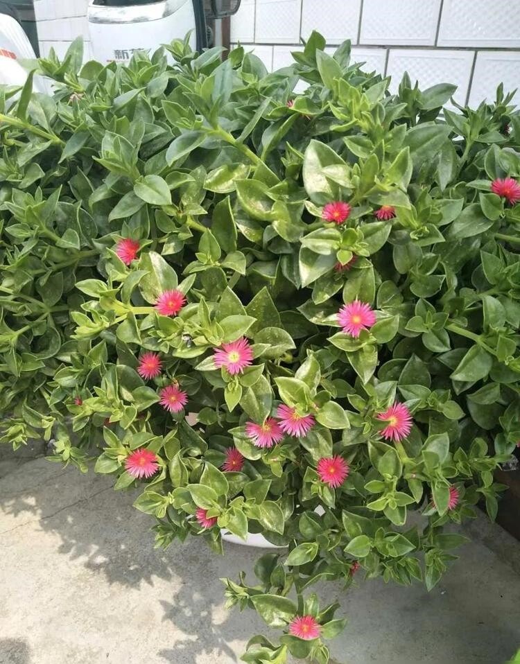 Cây cảnh đẹp hơn trầu bà, lá làm rau thải độc gan, hoa nở quanh năm, trồng ở ban công còn chiêu tài cực mạnh - 6