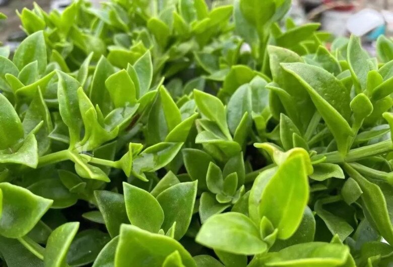 Cây cảnh đẹp hơn trầu bà, lá làm rau thải độc gan, hoa nở quanh năm, trồng ở ban công còn chiêu tài cực mạnh - 3