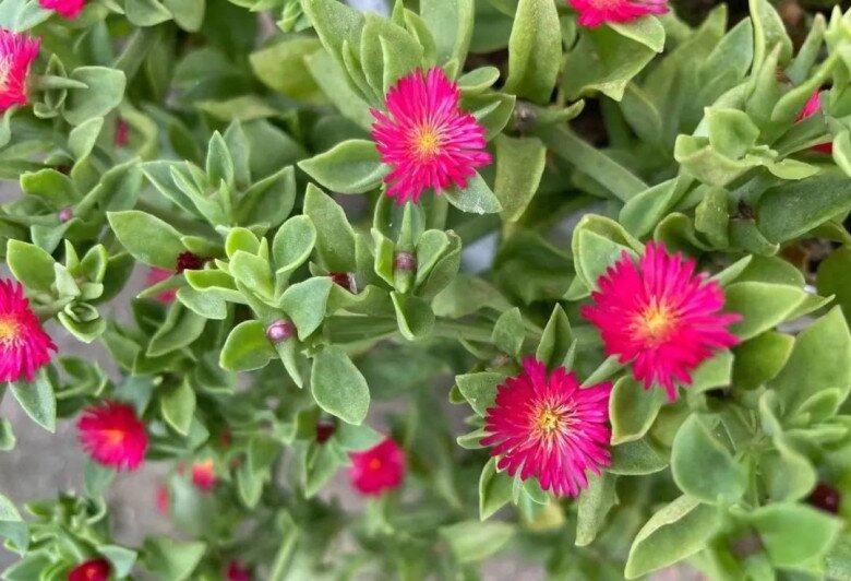 Cây cảnh đẹp hơn trầu bà, lá làm rau thải độc gan, hoa nở quanh năm, trồng ở ban công còn chiêu tài cực mạnh - 2