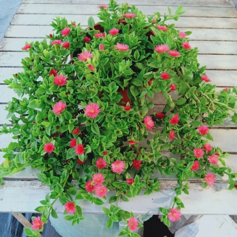 Cây cảnh đẹp hơn trầu bà, lá làm rau thải độc gan, hoa nở quanh năm, trồng ở ban công còn chiêu tài cực mạnh - 4